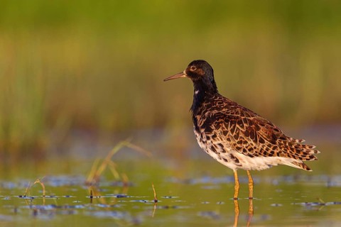 Ruff (Philomachus pugnax), male, Narew, Bialystok, Podlasie, Poland, Europe