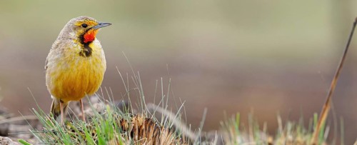 Large-spurred Pipit, cape longclaw (Macronyx capensis), Wakkerstrom surroundings, Wakkerstrom,