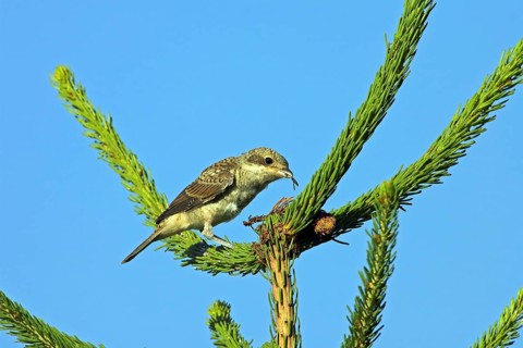 Red-backed shrike, red-backed shrike, thorn-backed shrike, family of shrikes, (Lanius collurio),