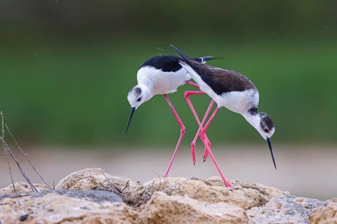 Black-winged Black-winged Stilt (Himantopus himantopus) Family of avocets, male, female, building a