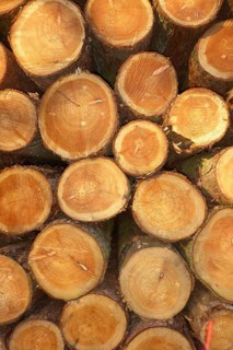 Freshly felled trees stacked tree trunks with visible annual rings partly with marks from chainsaw