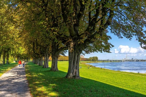 Dense chestnut tree avenue on the Rhine dike near Neuss, Deichallee, autumn, colourful leaves,
