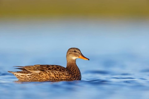 Gadwall, (Anas strepera), Mareca strepera, Wagbachniederung, Villafranca de los Caballeros,
