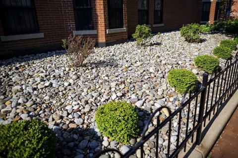 Symbolic photo on the subject of rock gardens. Small bushes grow on a gravelled area in a front