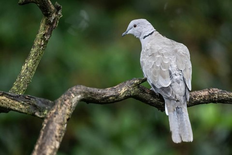 Eurasian Collared Dove (Strptopelia decaocto), Emsland, Lower Saxony, Germany, Europe