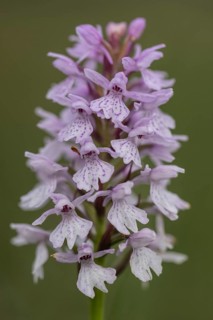 Southern marsh orchid (Dactylorhiza praetermissa), Emsland, Lower Saxony, Germany, Europe