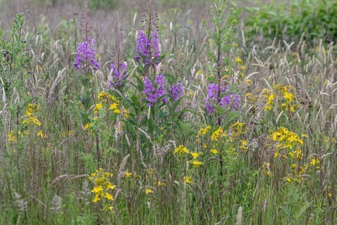 Willowherb (Epilobium angustifolium) and St John's Wort (Hypericum perforatum) between grasses by