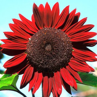 Red sunflower, summer, Germany, Europe