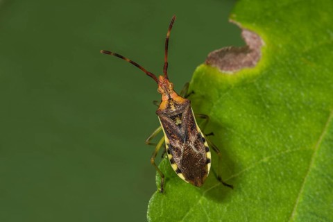Close-up view of a juniper meadow bug (Gonocerus juniperi) on a green leaf in nature,