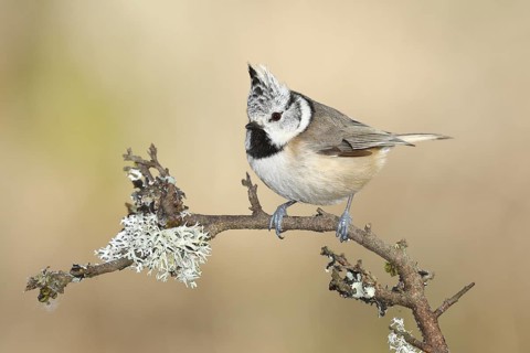 Crested tit (Lophophanes cristatus), sitting on a branch overgrown with reindeer lichen (Cladonia