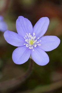 Liverwort (Hepatica nobilis, Anemone hepatica), flower, North Rhine-Westphalia, Germany, Europe