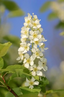 Common weeping cherry (Prunus padus, Padus avium), flowering, North Rhine-Westphalia, Germany,