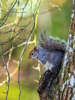 Grey Squirrel, Sciurus carolinensis in a forest