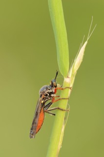 Hump-backed hawk fly (Dioctria rufipes), female, predatory fly, North Rhine-Westphalia, Germany,