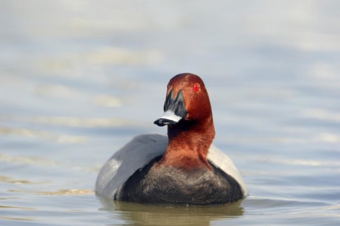 Common Pochard (Aythya ferina), male, Camargue, Provence, southern France