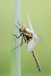 Black-tailed skimmer (Orthetrum cancellatum), female, North Rhine-Westphalia, Germany, Europe