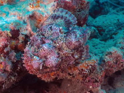 Banded scorpionfish (Scorpaena plumieri), dive site Blue Heron Bridge, Phil Foster Park, Riviera