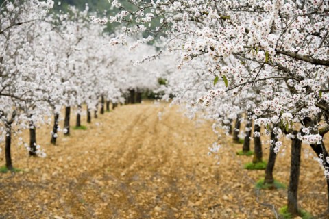 Flowering almond trees (Prunus dulcis), near Alaró, Serra de Tramuntana, Majorca, Balearic Islands,
