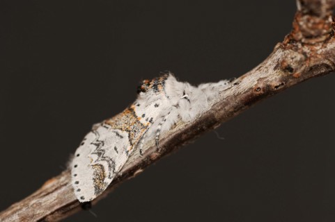 Sallow kitten moth (Furcula furcula), North Rhine-Westphalia, Germany, Europe