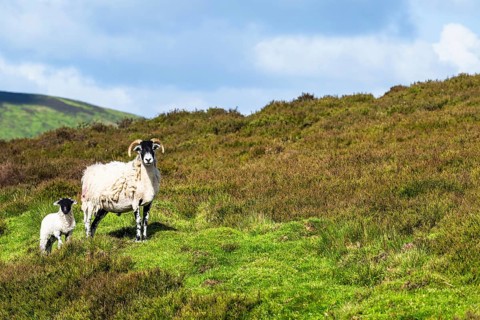 Sheeps in North York Moors National Park, Yorkshire, England, United Kingdom, Europe