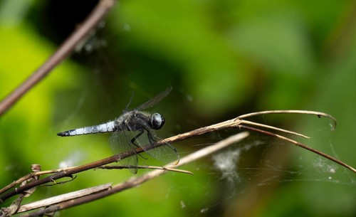 Broad-bodied chaser (Libellula depressa), Lower Austria