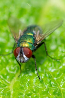 Macro photograph of an iridescent blow fly (Calliphoridae) with red eyes on a green leaf, Ternitz,