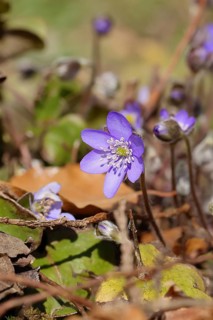 Liverwort (Hepatica nobilis), blue flowers in a forest, North Rhine-Westphalia, Germany, Europe