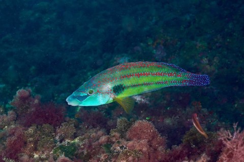 Peacock wrasse (Symphodus tinca) with green-blue scales and red spots swimming in the sea. Dive