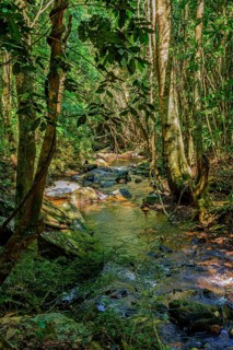 Small stream among dense rainforest vegetation and rocks in the state of Minas Gerais, Brazil,