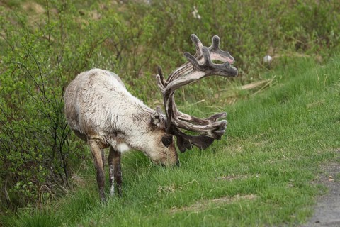 Reindeer (Rangifer tarandus) male, domesticated animal with strong velvet antlers, tundra, northern