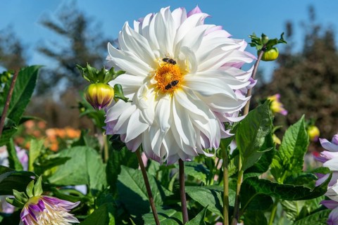 Flowering Dahlias (Dahlia), variety Ferncliff Illusion in the Dahlia Farm in Löderup, Ystad
