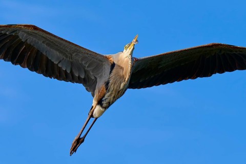 Great blue heron (Ardea herodias), in full flight against a clear blue sky, showcasing its wings