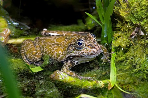 Sea frog (Pelophylax ridibundus), order of frogs in the family of true frogs, captive, occurring in