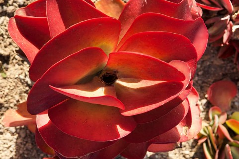 Kalanchoe (Kalanchoe tetraphylla)