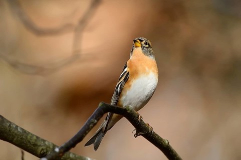 Close-up of a Brambling (Fringilla montifringilla) in autumn in the bavarian forest