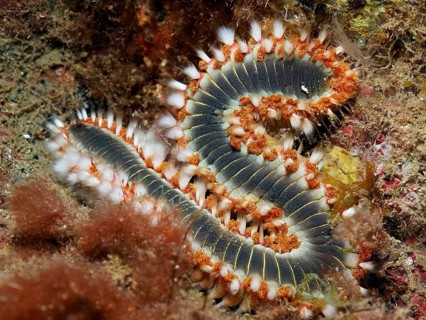 A fire bristle worm (Hermodice carunculata) in S-shape on the seabed. Colourful bristles and