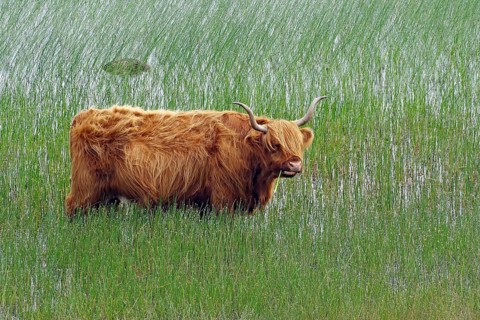 Highland cattle standing in the overgrown, shallow water of a lake, Isle of Mull, Hebrides,