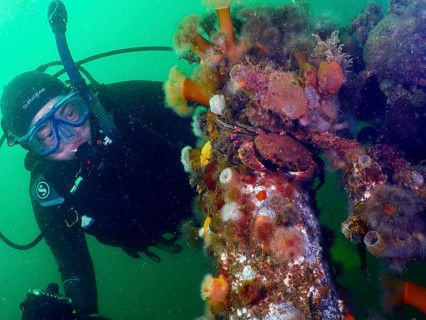 Diver looking at an underwater structure with velvet crab (Necora puber) and various clonal plumose