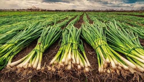 Vegetable, spring onion or spring onion, also winter onion, Allium fistulosum, harvest in a field
