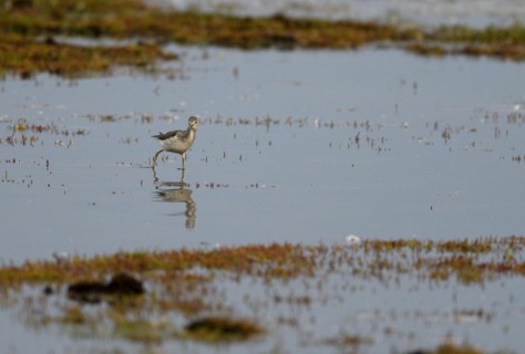 Common greenshank (Tringa nebularia) standing in shallow water, Poel Island, Mecklenburg-Western