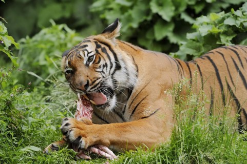 Sumatran tiger (Panthera tigris sumatrae), feeding, captive, occurring on Sumatra, Indonesia, Asia