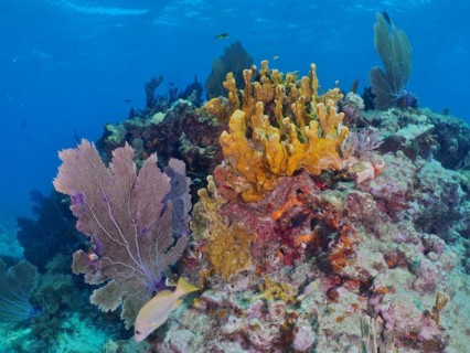 Colourful coral reef with fire coral (Millepora complanata), common sea fan (Gorgonia ventalina)