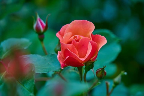 Red rose blossom with buds and green leaves in the background, Miltenberg, Bavaria, Germany, Europe