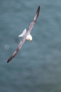 Northern Fulmar, Fulmarus glacialis, bird in fly, Bempton Cliffs, North Yorkshire, England, United