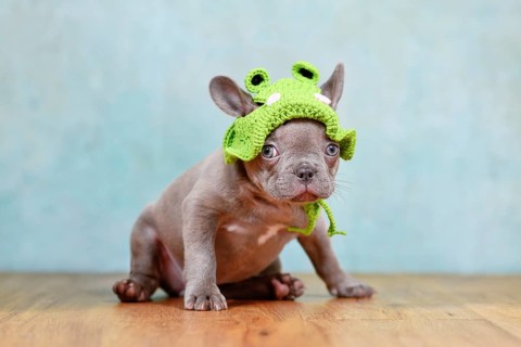 Funny young Lilac Brindle French Bulldog dog puppy with knitted frog hat sitting in front of blue