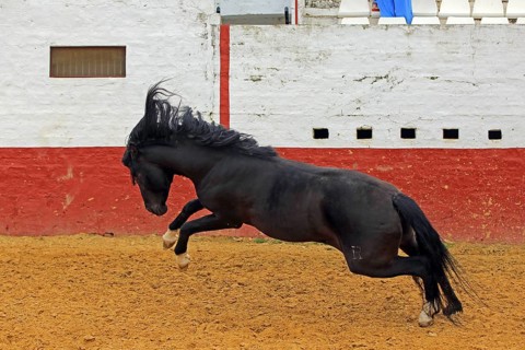 Andalusian horse, jumping, arena, black, black horse