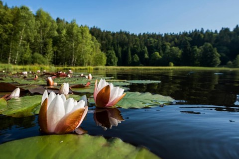 Klosterweiher, Dachsberg, Hotzenwald, Southern Black Forest, Black Forest, Baden-Württemberg,