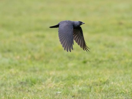 Jackdaw (Corvus monedula) adult bird in flight over meadow, island of Texel, Holland