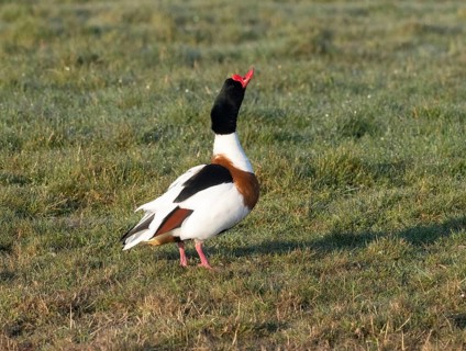 Common Shelduck (Tadorna tadorna), male adult bird standing on a field, thrusting its head and neck