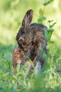 European hare (Lepus europaeus) sitting in a field and licking its wet fur, tongue visible,